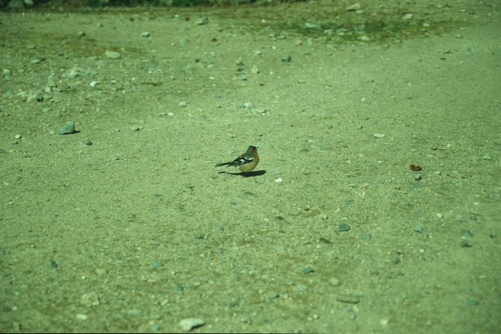 slideshow image
